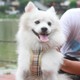 Dây dắt thú cưng